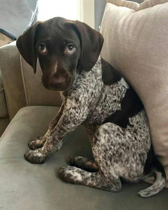 192+ Nice German Shorthaired Pointer Dog Names of 2020 8