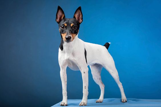 185+ Of The Most Popular Toy Fox Terrier Dog Names 11 185+ Of The Most Popular Toy Fox Terrier Dog Names 11