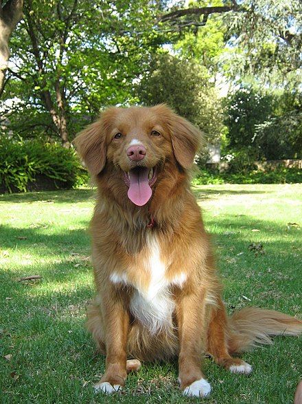 225+ Cool Duck Tolling Retriever Dog Names of 2020 8