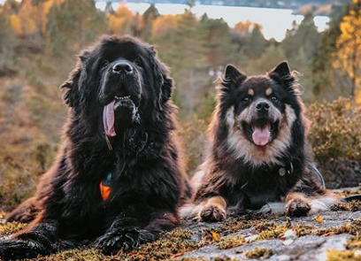 115+ Perfect Dog Names for Swedish Dog Breeds 8 115+ Perfect Dog Names for Swedish Dog Breeds 8