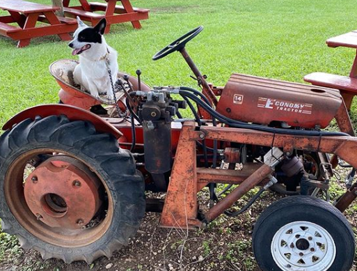 101+ Perfect Farm Names for Best Farm Dogs 8 101+ Perfect Farm Names for Best Farm Dogs 8