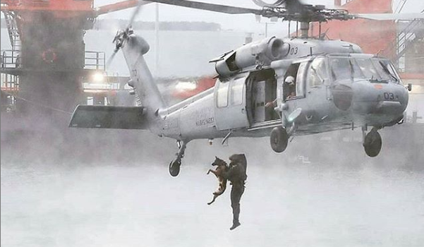 113+ Great Names for Security Dogs 8 113+ Great Names for Security Dogs 8