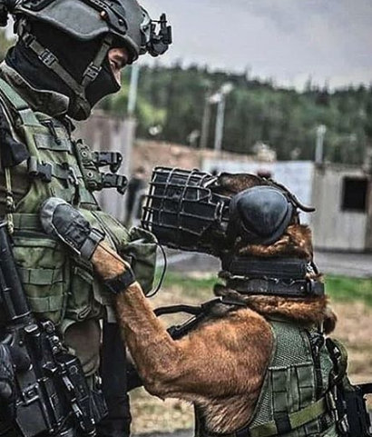 113+ Great Names for Security Dogs 7 113+ Great Names for Security Dogs 7