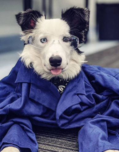 101+ Great Dog Names for Chemical Dogs 7 101+ Great Dog Names for Chemical Dogs 7