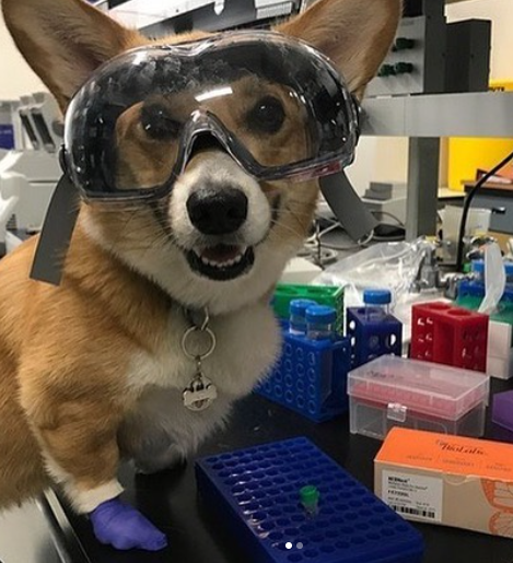 101+ Great Dog Names for Chemical Dogs 8 101+ Great Dog Names for Chemical Dogs 8