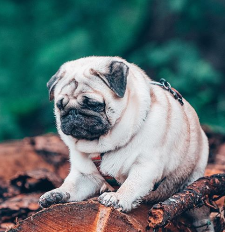 105+ Sweet Dog Names for Chubby Dogs 8 105+ Sweet Dog Names for Chubby Dogs 8