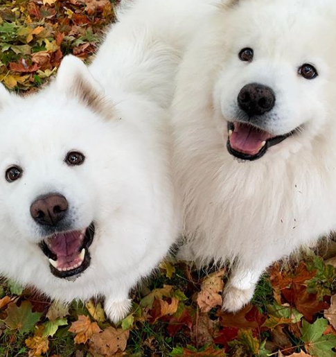 155+ Dog Names for White Dogs – Great Names for Boy and Girl Dogs 8