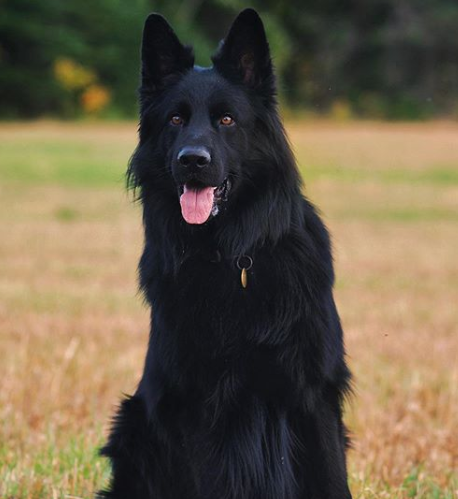 166+ Male Black Names for Your Dark Puppies 7