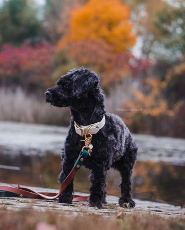 166+ Male Black Names for Your Dark Puppies 8