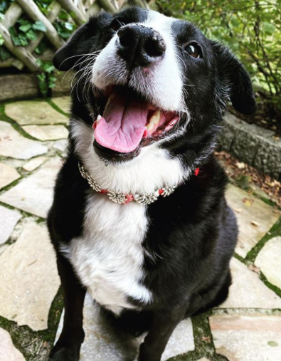 178+ Fantastic Black and White Dog Names for Your Dogs 8
