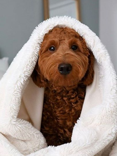 210+ Cheerful Ideas for Naming Your Puppy 7
