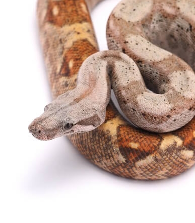 21 Friendly Pet Snakes For Rookies 56