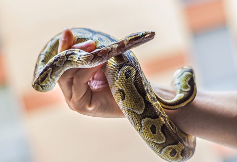 Why do people have snakes for pets?