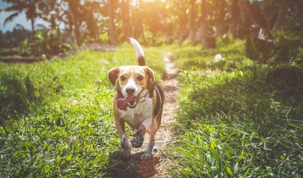 Facts About CBD Oil For Dogs