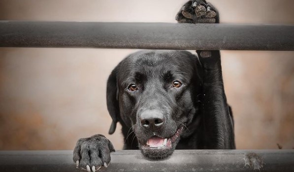 15 Pictures That Prove Labrador Retrievers Are Perfect Weirdos