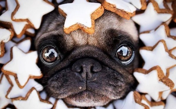 15 Pictures That Prove Pugs Are Perfect Weirdos