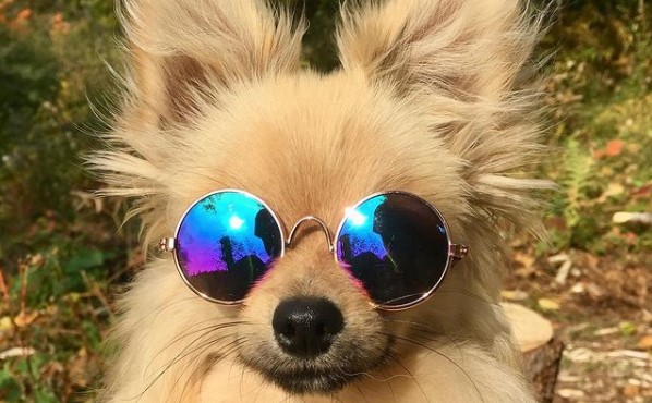 16 Pictures That Prove Pomeranians Are Perfect Weirdos