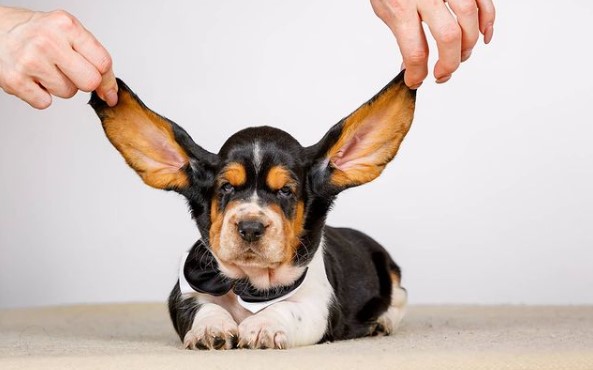 15 Pictures That Prove Basset Hounds Are Perfect Weirdos
