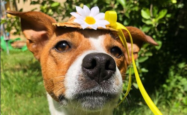 16 Pictures That Prove Jack Russells Are Perfect Weirdos