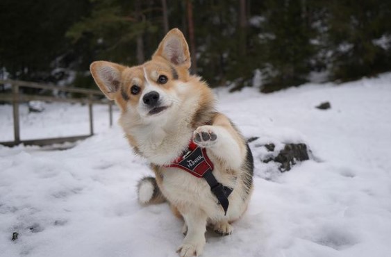 15 Pictures That Prove Corgis Are Perfect Weirdos