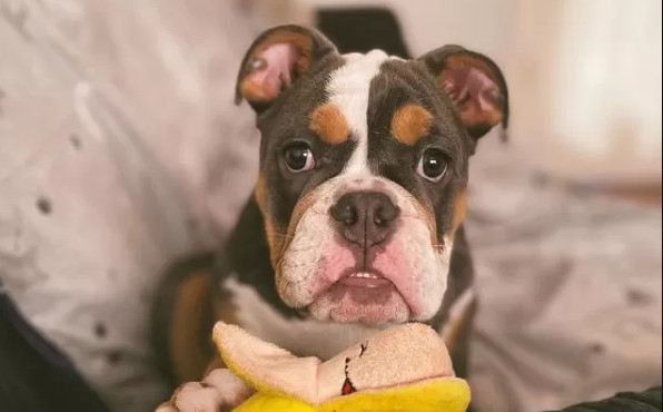 15 Pictures That Prove English Bulldogs Are Perfect Weirdos