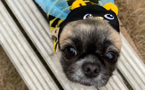 15 Pictures That Prove Pekinese Are Perfect Weirdos