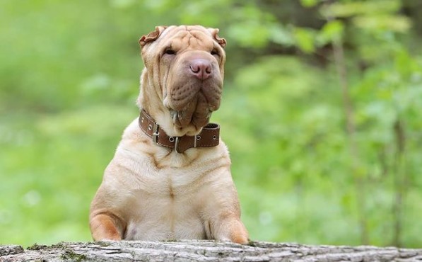 15 Pictures That Prove Shar Peis Are Perfect Weirdos