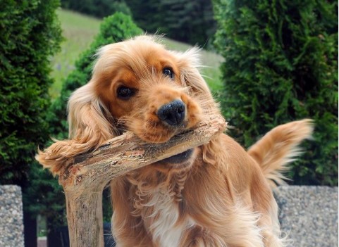 15 Pictures That Prove Cocker Spaniels Are Perfect Weirdos
