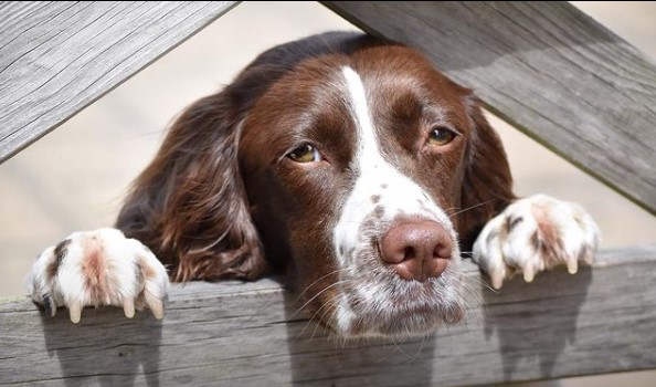 15 Pictures That Prove Springer Spaniels Are Perfect Weirdos