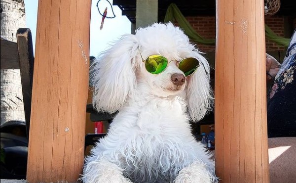 15 Pictures That Prove Poodles Are Perfect Weirdos