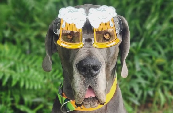 15 Pictures That Prove Great Danes Are Perfect Weirdos