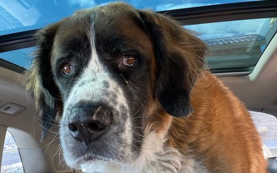 15 Pictures That Prove St Bernards Are Perfect Weirdos