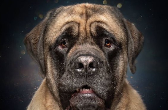 15 Pictures That Prove English Mastiffs Are Perfect Weirdos
