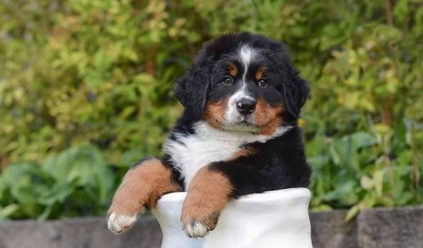 15 Pictures That Prove Bernese Mountain Dogs Are Perfect Weirdos