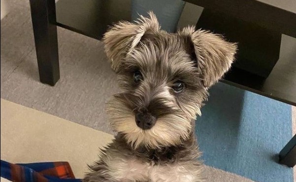 15 Pictures That Prove Schnauzers Are Perfect Weirdos