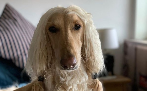 15 Pictures That Prove Afghan Hounds Are Perfect Weirdos