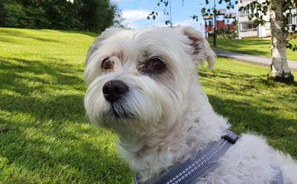 15 Pictures That Prove Bolognese Dogs Are Perfect Weirdos