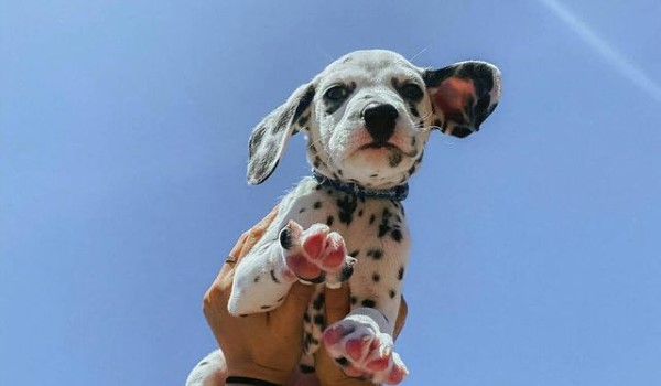 15 Pictures That Prove Dalmatians Are Perfect Weirdos