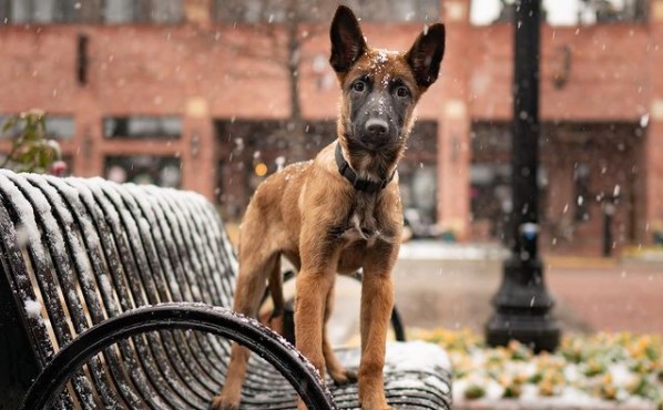 15 Pictures That Prove Belgian Malinoises Are Perfect Weirdos