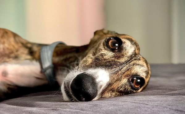 15 Pictures That Prove Greyhounds Are Perfect Weirdos
