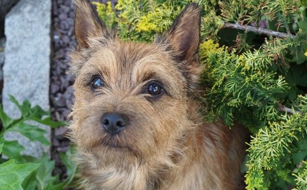 15 Pictures That Prove Cairn Terriers Are Perfect Weirdos