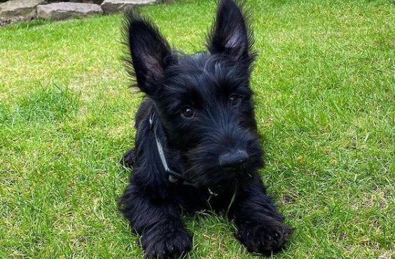 15 Pictures That Prove Scottish Terriers Are Perfect Weirdos