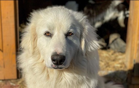 15 Pictures That Prove Great Pyrenees Are Perfect Weirdos