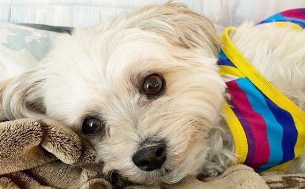 15 Pictures That Prove Havanese Dogs Are Perfect Weirdos