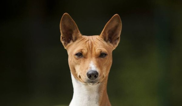 15 Pictures That Prove Basenjis Are Perfect Weirdos