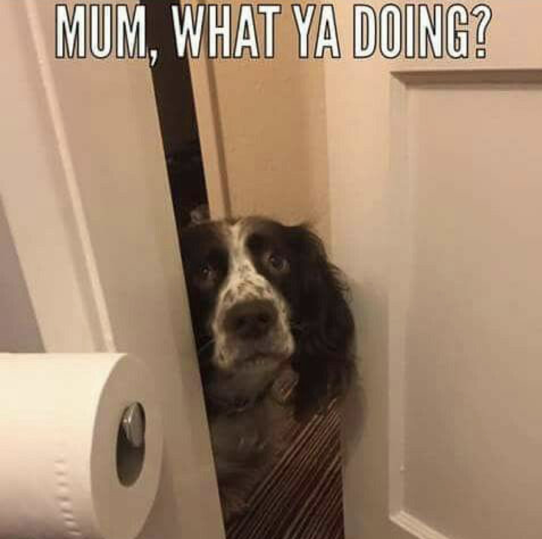 15 Funny Springer Spaniel Memes To Make Your Day 9