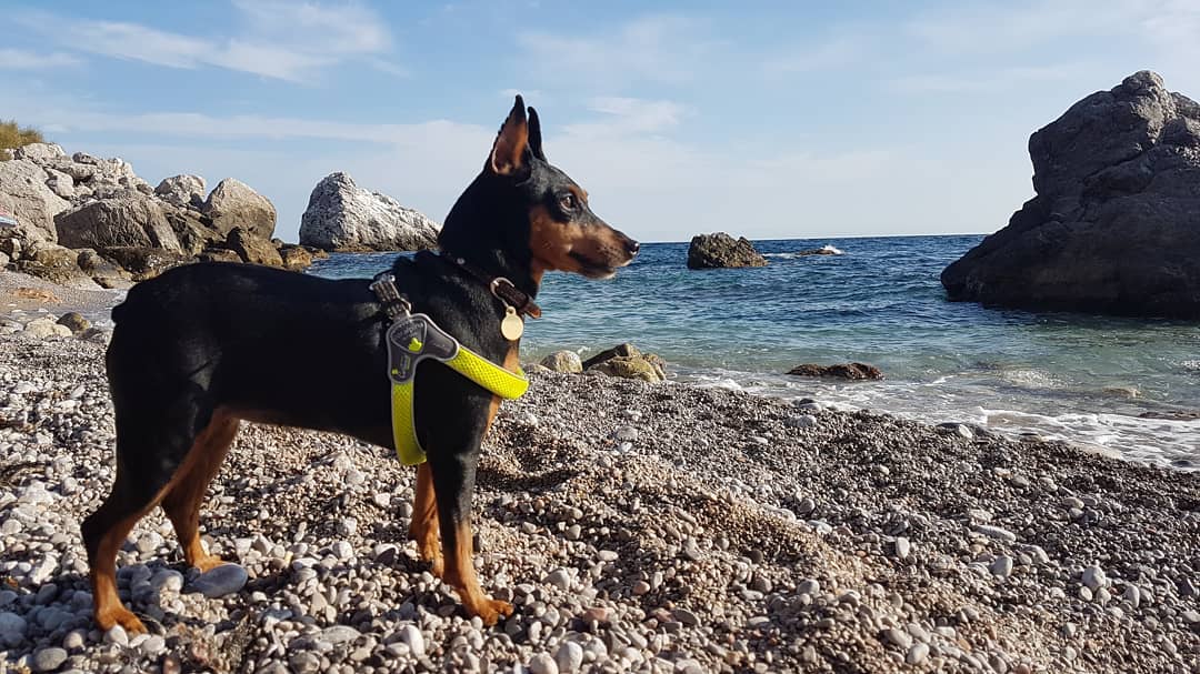 15 Interesting Facts About Miniature Pinschers 9