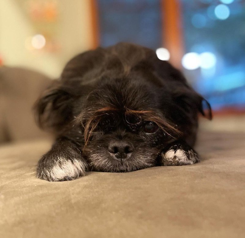 Affenpinscher 19