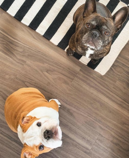 15 Pictures That Prove English Bulldogs Are Perfect Weirdos 10 15 Pictures That Prove English Bulldogs Are Perfect Weirdos 10