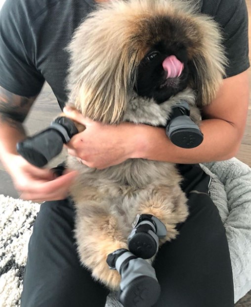 15 Pictures That Prove Pekinese Are Perfect Weirdos 10 15 Pictures That Prove Pekinese Are Perfect Weirdos 10